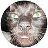 owl3282's avatar