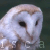 owlheart-isca's avatar
