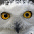 OwlPolaris's avatar