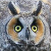 owlpoofplz's avatar