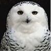 OwlSpitouterGunner's avatar