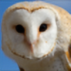 Owwly's avatar