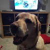 Ozbob007's avatar