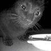 P4RTYFR34KK's avatar