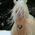 Palomino-Horse-Club's avatar