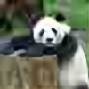 pandaas's avatar