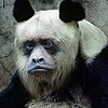 pandapru's avatar