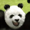 PandaSone's avatar