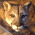pantherwithtrombone's avatar