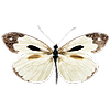 papillontears's avatar