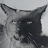 paulmediterraneum's avatar
