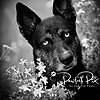 PawfectPix's avatar