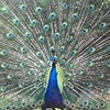 Peacock05's avatar