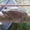 pearshapedtoad's avatar