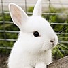 pelieebunny's avatar