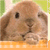 pelucheux-lapin's avatar