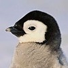 penguin-genius's avatar