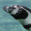PenguinSagittarius's avatar
