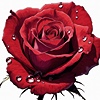 Perchance98's avatar