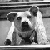 photohound's avatar