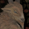 Pierog321's avatar