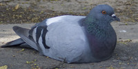 Pigeon-Guards's avatar