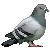pigeon2plz's avatar