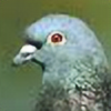 PigeonBomber's avatar