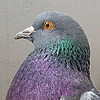 PigeonJulia's avatar