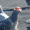Pigeonsnatcher's avatar