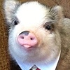 PiggyOink25's avatar