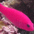 pink-fish-lookalike's avatar
