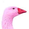 PinkyGoose's avatar