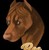pitbullmadness's avatar