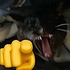 pizzavore83's avatar