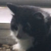 planxtafroggie's avatar