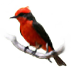 PLV-BirdPhoto's avatar