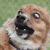 plzdonotwantdog's avatar