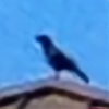 Poke-Crow's avatar