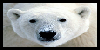 Polar-Bear-Love's avatar