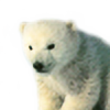 PolarBearplz's avatar