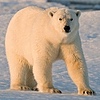 polarbearsareartist's avatar