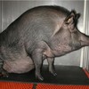 Polokis's avatar