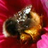 polsy's avatar