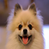 Pomeranian-SONIC's avatar