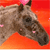 PonyboxPlayer's avatar