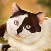 pookaillustra's avatar