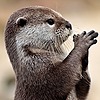 poperachi's avatar