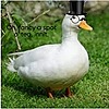 PorplePotat's avatar