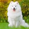 Potato9865's avatar